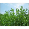 Estratto naturale Sweetner Stevia